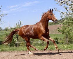 Springpferd Famos 70 (Luxemburgisches Reitpferd, 2005, von For Pleasure)