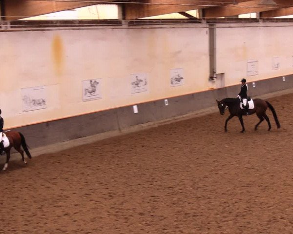 Reitturnier Dallgow 2017