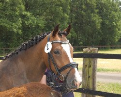 broodmare New Girl (German Riding Pony, 2013, from Nagano)