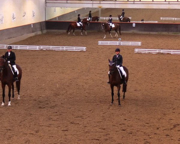 Reitturnier Dallgow 2017