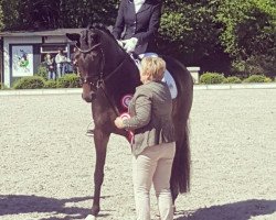 dressage horse Luna 1940 (Rhinelander, 2012, from Lord Loxley I)