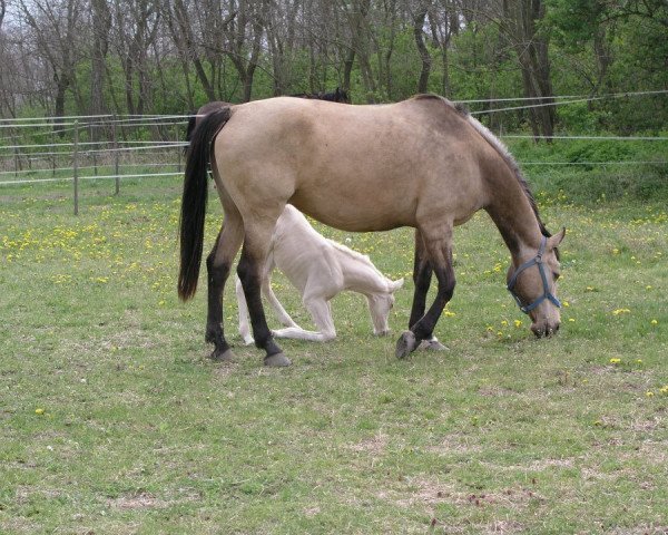 Zuchtstute Rejtelmes (Ungarisches Warmblut, 2000, von Claudio's Son)