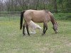 broodmare Rejtelmes (Hungarian Warmblood, 2000, from Claudio's Son)