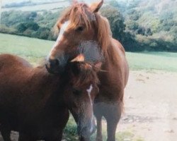 Zuchtstute Garnfach Ruby (Welsh-Cob (Sek. D), 1980, von Ceredigion Tywysog)