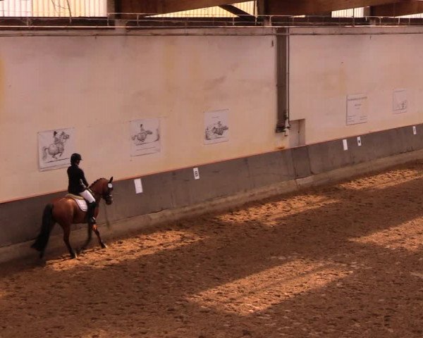 Reitturnier Dallgow 2017