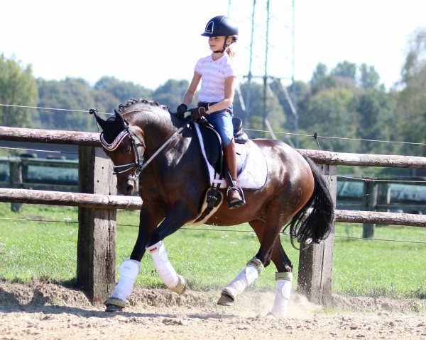 broodmare Go for Comtesse (German Riding Pony, 2009, from FS Golden Highlight)