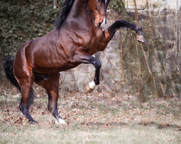 stallion Harlems Majestic Son (American Saddlebred Horse, 2005, from Harlem Time)