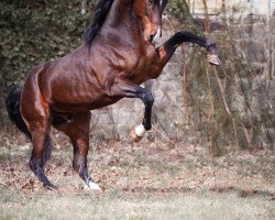 stallion Harlems Majestic Son (American Saddlebred Horse, 2005, from Harlem Time)