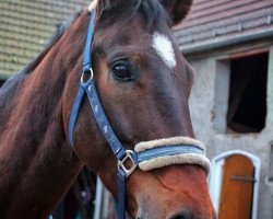 Springpferd Quimero (Deutsches Sportpferd, 2011, von Quiwi Dream)