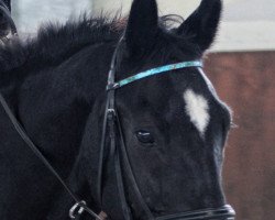 dressage horse Ludwig (unknown, 1999)