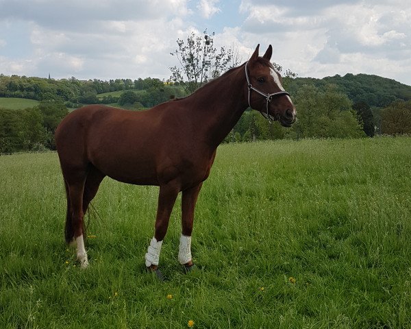 dressage horse Lexington Creek K (Oldenburg, 2012, from Lexicon)