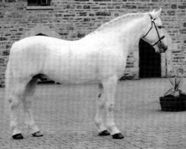 stallion Annaghdown Star (Irish Draft Horse, 1987, from King Elvis)