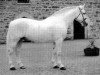 Deckhengst Annaghdown Star (Irish Draught Horse, 1987, von King Elvis)