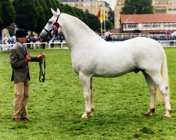 Pferd Star Kingdom (Irish Draught Horse, 1994, von Annaghdown Star)