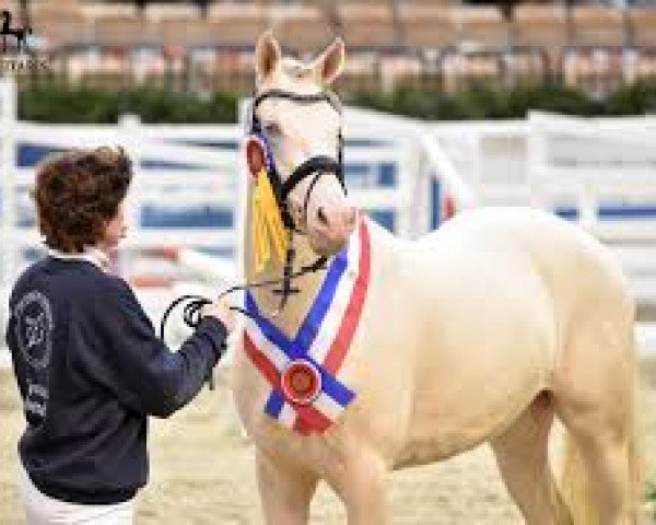 stallion Steendieks California Blue DL (German Riding Pony, 2013, from FS Chambertin)