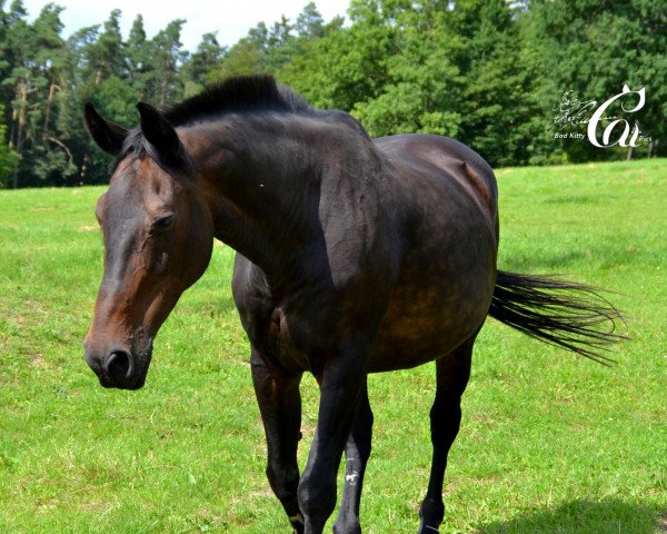 broodmare Sunny (Hanoverian, 1991, from Traunstein)