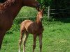 dressage horse Bailando (Westphalian, 2018, from Baron)