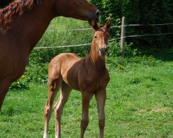 dressage horse Bailando (Westphalian, 2018, from Blue Hors Baron)