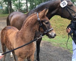 broodmare S'cada MA (German Sport Horse, 2018, from Freiherr von Stein)