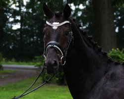 dressage horse Flavio (Oldenburg, 2015, from Florenz 71)