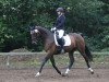 dressage horse Liandro Crusador (Hanoverian, 2008, from Lancier)