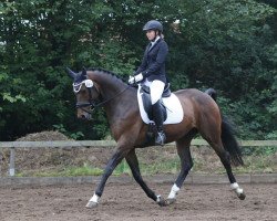 dressage horse Liandro Crusador (Hanoverian, 2008, from Lancier)