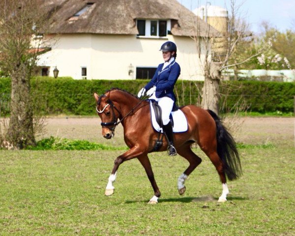 broodmare Pippin's Passion (Nederlands Welsh Ridepony, 2008, from Heitrak's Marvin)