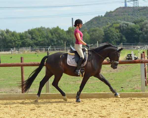 dressage horse Señor Destino (Oldenburg, 2015, from Sir Donnerhall I)