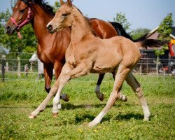 stallion Pomme Pidou (Welsh Partbred, 2018, from Cassanova du Bois)