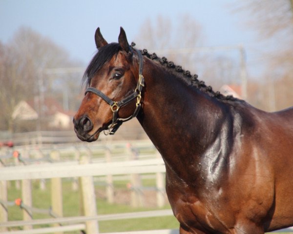 stallion arnarson (Thoroughbred, 2014, from Exceed And Excel xx)