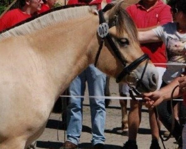 broodmare Marieke (Fjord Horse, 2014, from Vacceur)