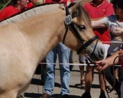 broodmare Marieke (Fjord Horse, 2014, from Vacceur)