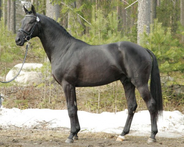 stallion Fiance Noir 135 FIN (Hanoverian, 2005, from Florencio I)