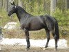 stallion Fiance Noir 135 FIN (Hanoverian, 2005, from Florencio I)