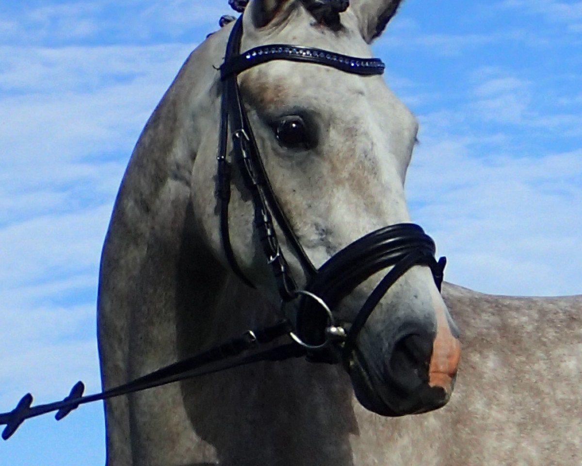 broodmare La Felize D (German Riding Pony, 2012, from FS Champion de Luxe)