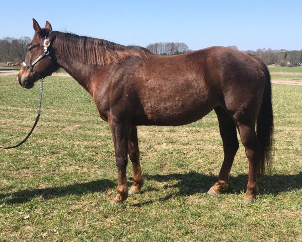 Pferd Spooks Dear Rosaly (Quarter Horse, 2008)