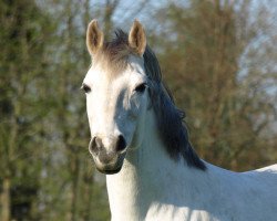 broodmare La Belleza (German Riding Pony, 2002, from Dressman)