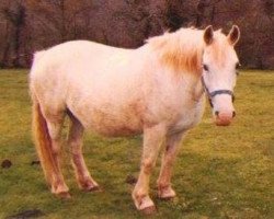 broodmare Kiltowra Glee (Irish Draft Horse, 1973, from Windgap Hero)