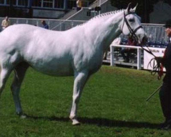 Zuchtstute Roma Blue Wind (Irish Draught Horse, 1985, von Blue Henry)