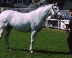 broodmare Roma Blue Wind (Irish Draft Horse, 1985, from Blue Henry)