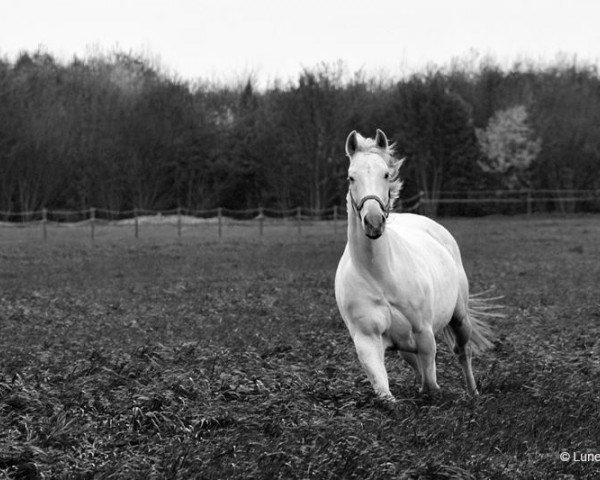 dressage horse Cruzcampo (Polish Warmblood, 2006, from Osjan 1963 POL)