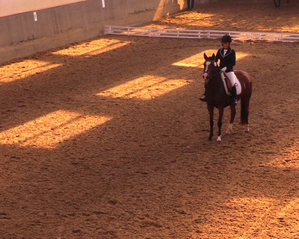 Reitturnier Dallgow 2017