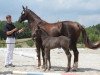 dressage horse Bon Fleur 5 (German Sport Horse, 2018, from Bon Coeur)