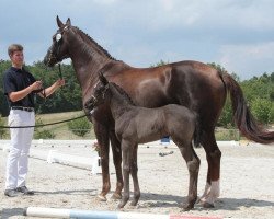 dressage horse Bon Fleur 5 (German Sport Horse, 2018, from Bon Coeur)