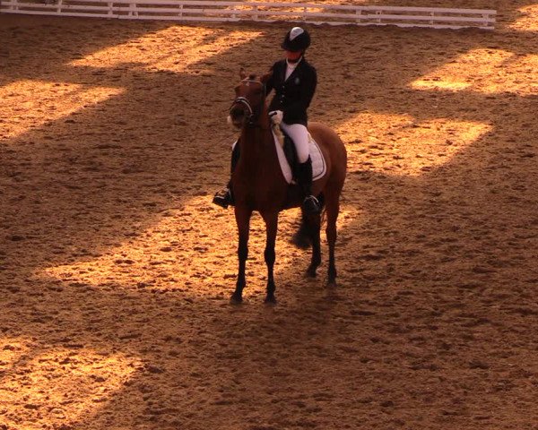 Reitturnier Dallgow 2017