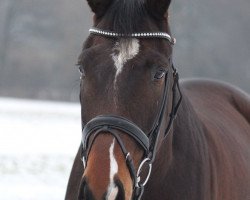 jumper Midas 48 (Hanoverian, 2009, from Michelangelo)