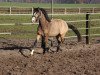 Dressurpferd Cassiopeia 113 (Deutsches Reitpony, 2013, von FS Champion de Luxe)