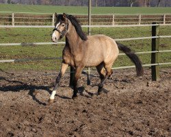 dressage horse Cassiopeia 113 (German Riding Pony, 2013, from FS Champion de Luxe)