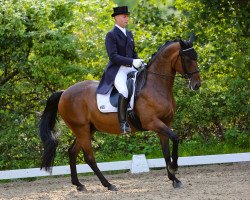 dressage horse Romano 68 (Oldenburg, 2003, from Roh Magic)