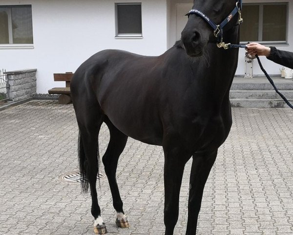 dressage horse Eckenkind (Oldenburg, 2015, from Everdale)